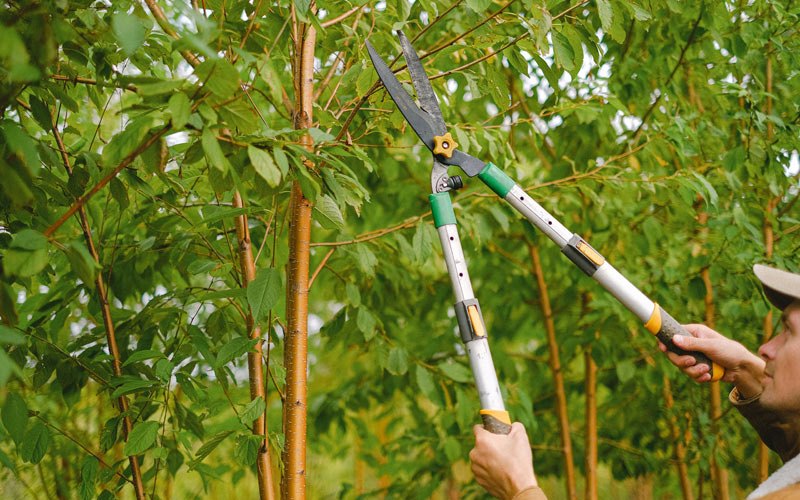 Tree trimming in Wewoka, OK