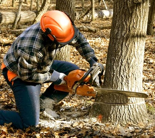 Tree Removal in Wewoka, OK
